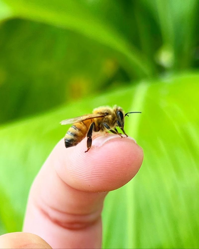 Bees