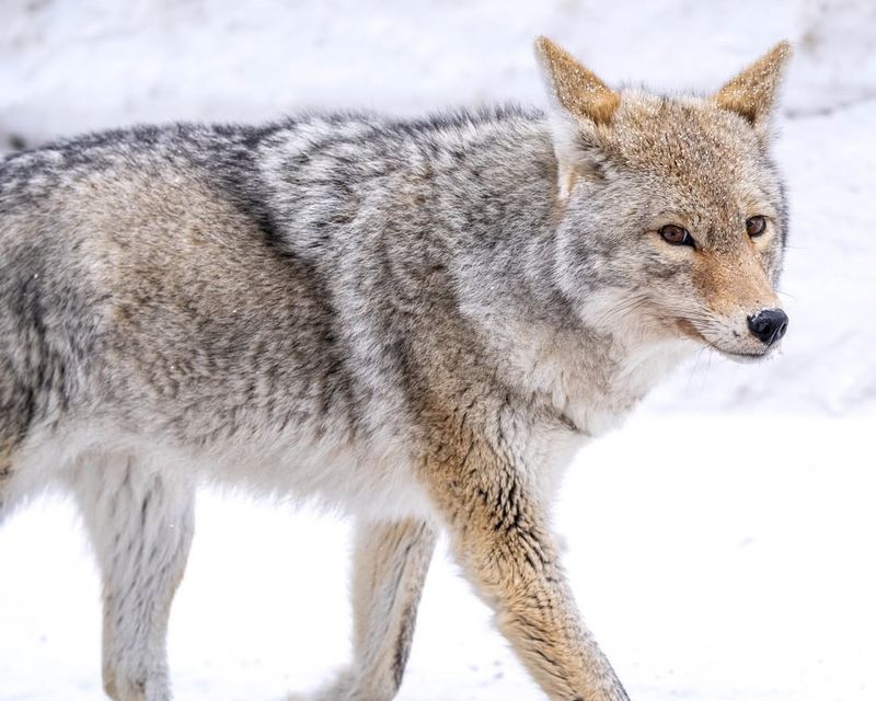 Coyotes