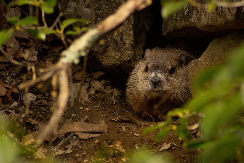 Woodchucks – Deep Burrows