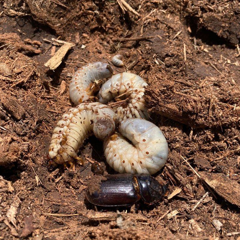 Beetle Larvae
