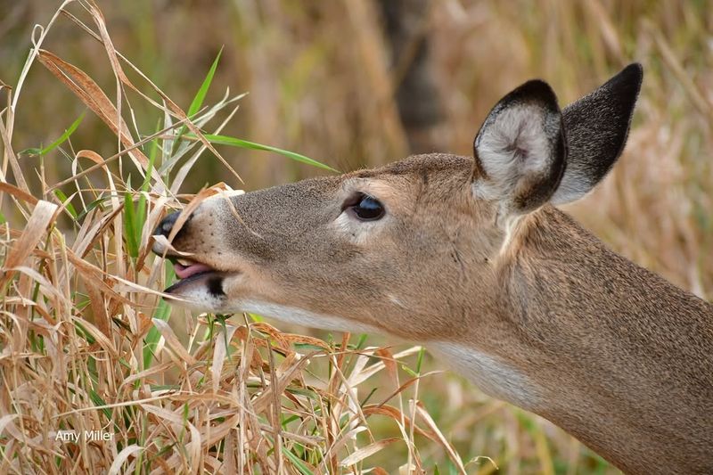 Deer's Diet