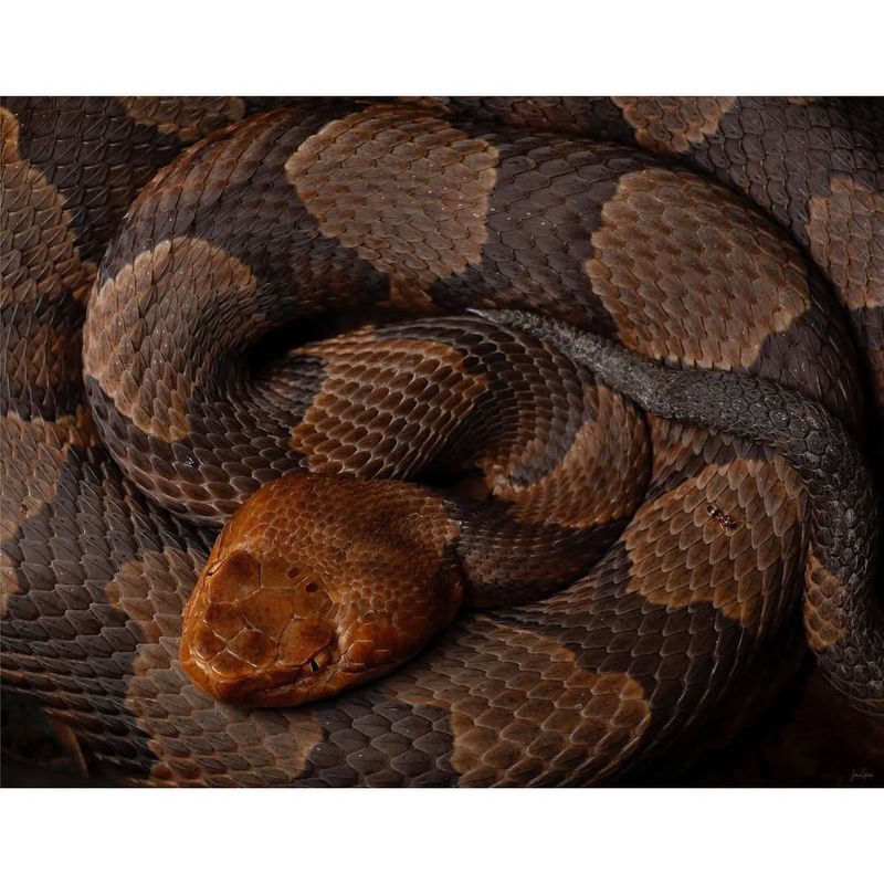 Copperhead Diet And Hunting