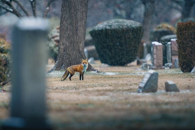 In City Cemeteries