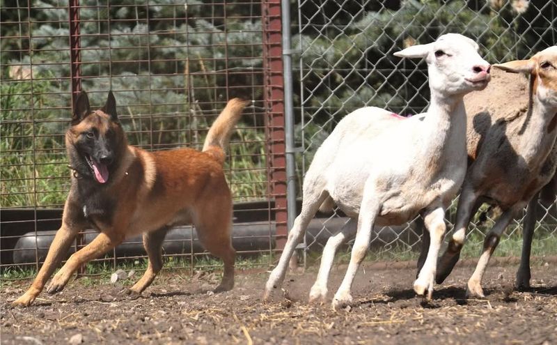 Belgian Malinois