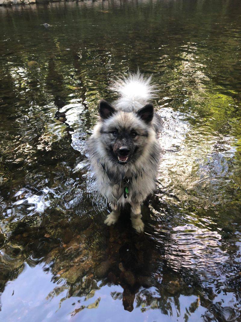 Keeshond