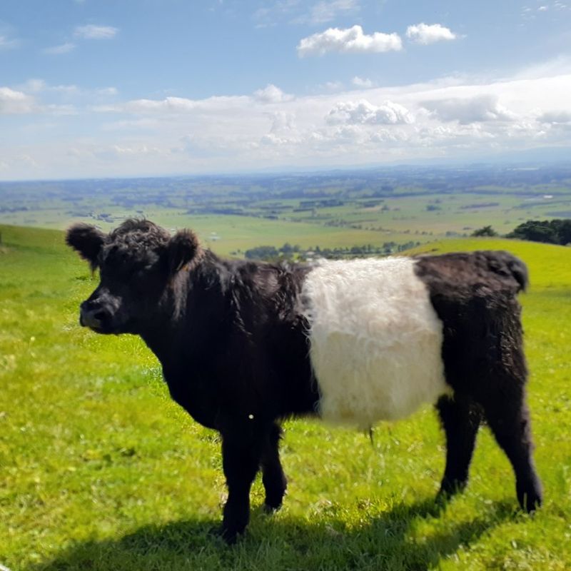 Belted Galloway