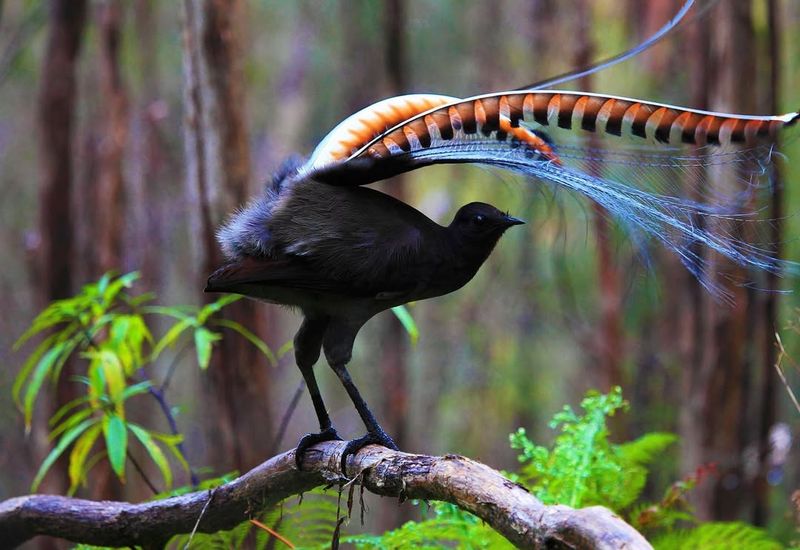 Lyrebird