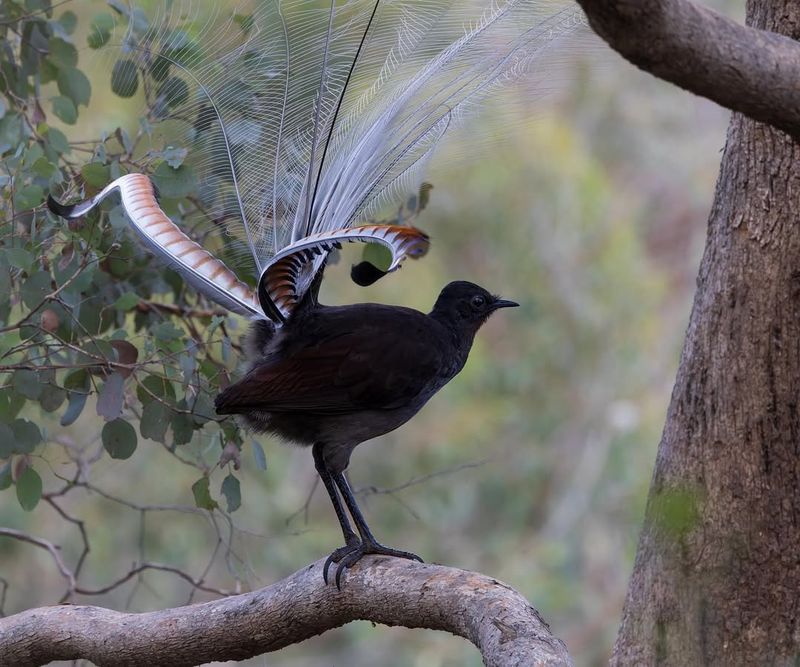 Lyrebird