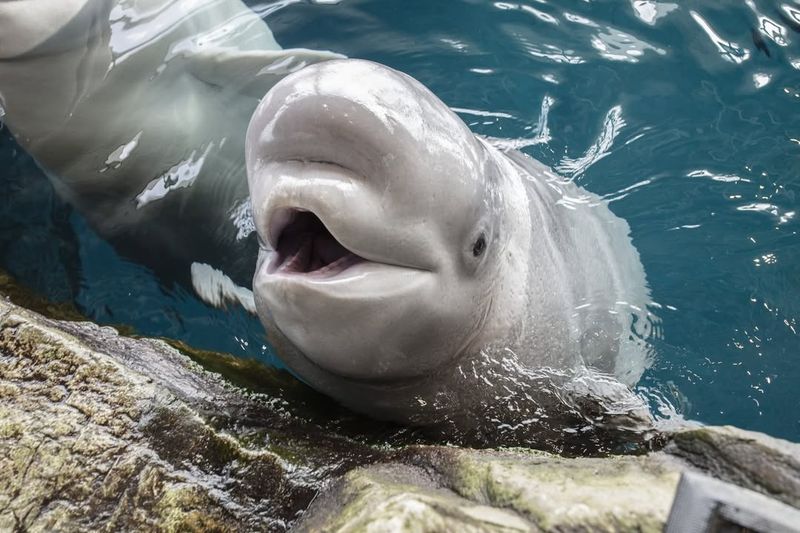 Beluga Whales