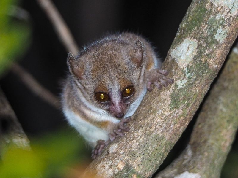Bemanasy Mouse Lemur