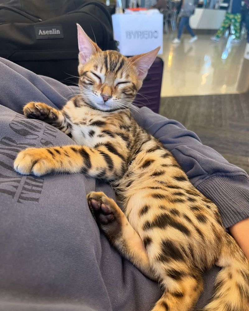 Bengal
