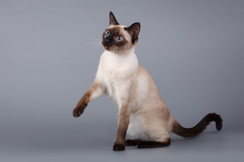 Siamese