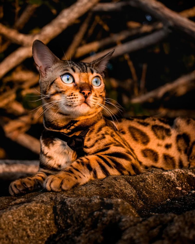 Bengal, A Cat With A Wild Look But A Domestic Heart