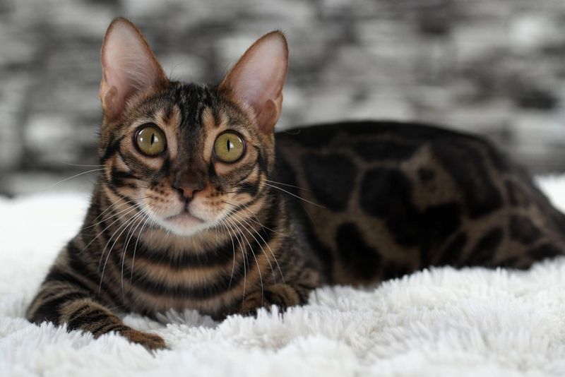 Bengal Cat