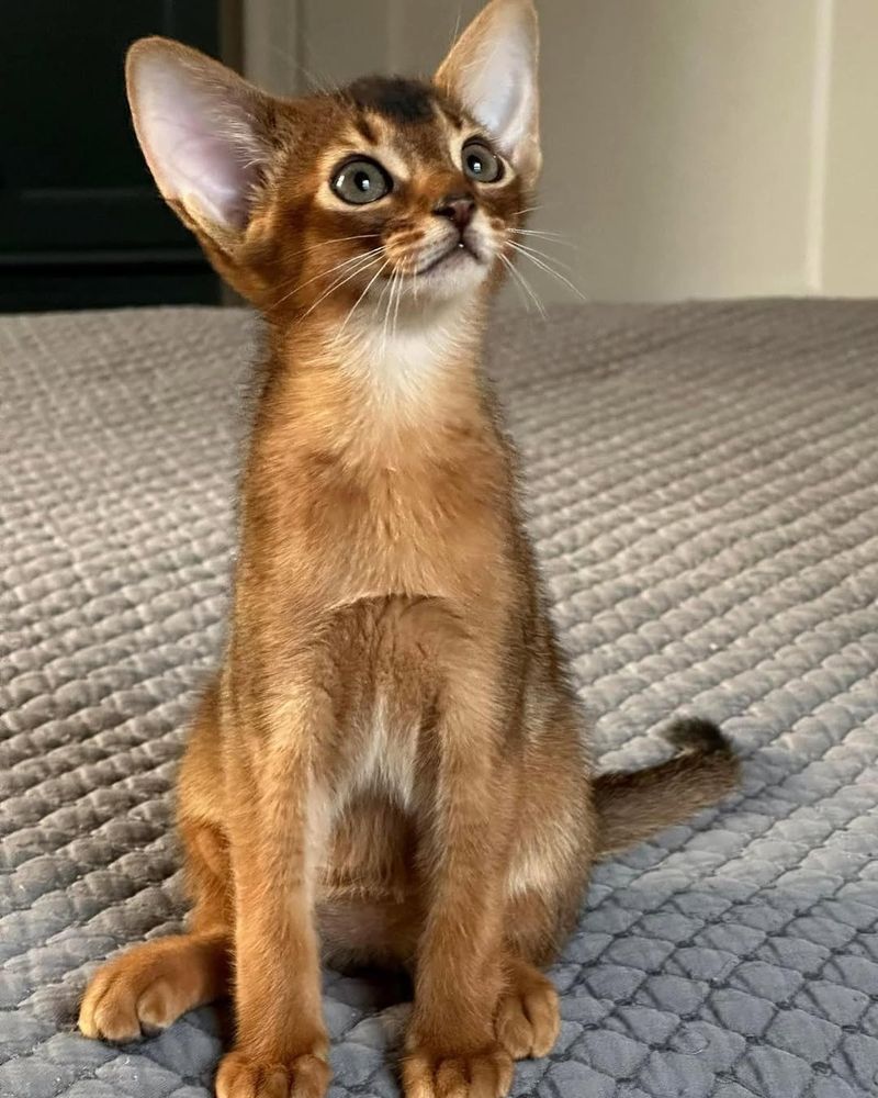 Abyssinian