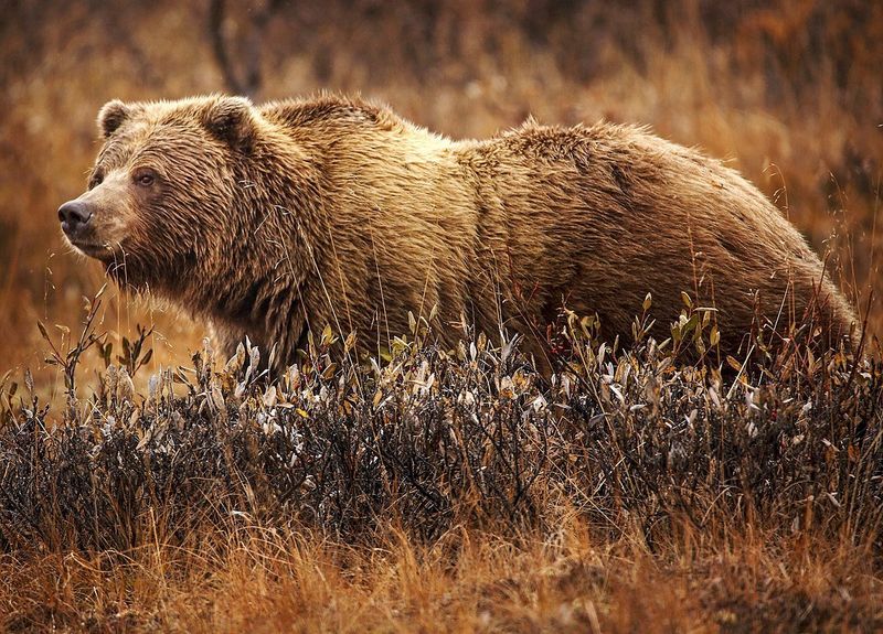 Beringian Brown Bear