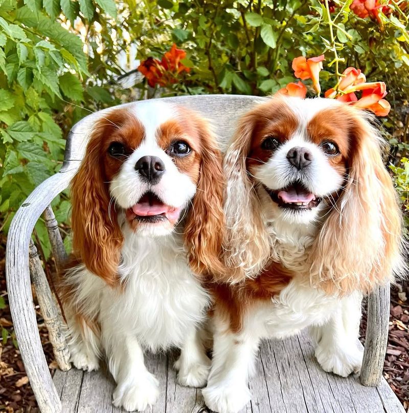 Cavalier King Charles Spaniel