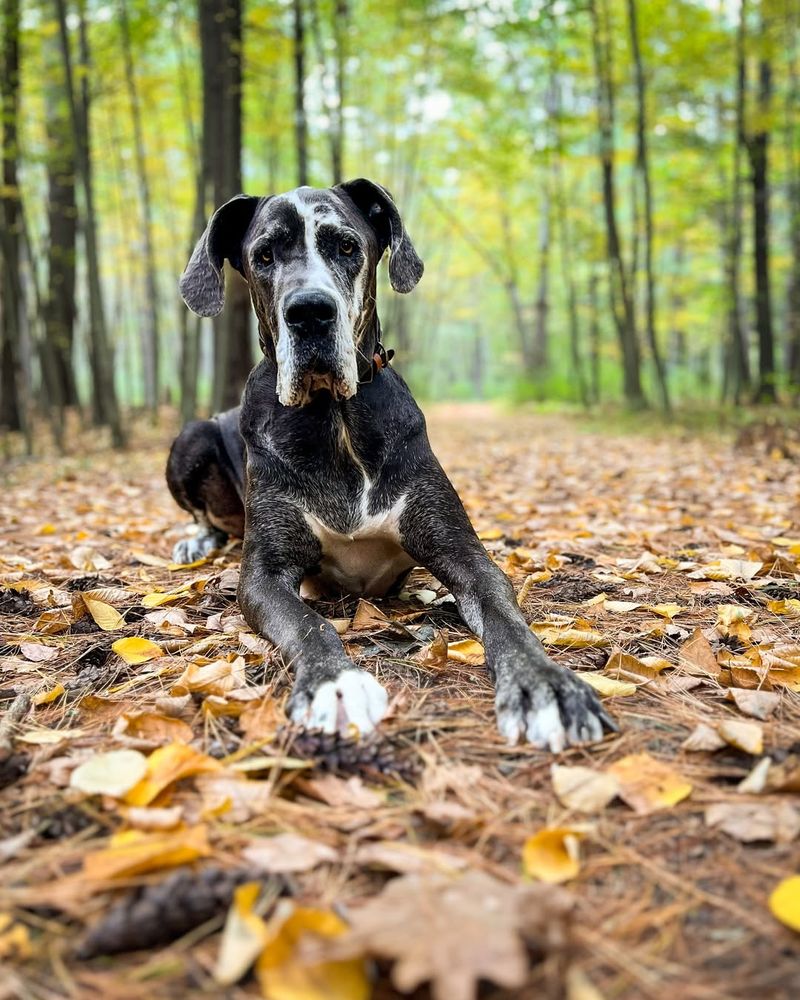 Great Dane