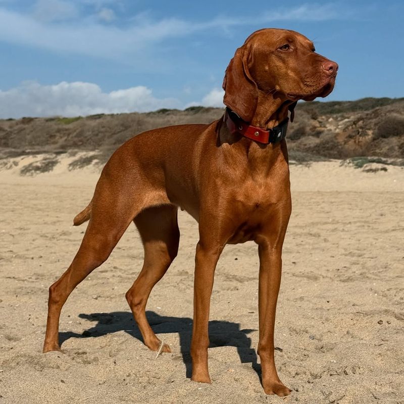 Vizsla