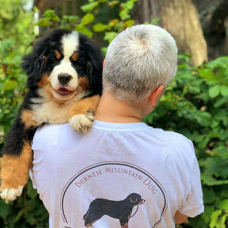Bernese Mountain Dog