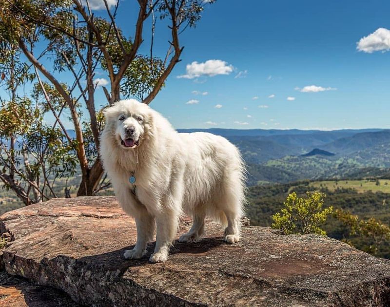 Great Pyrenees