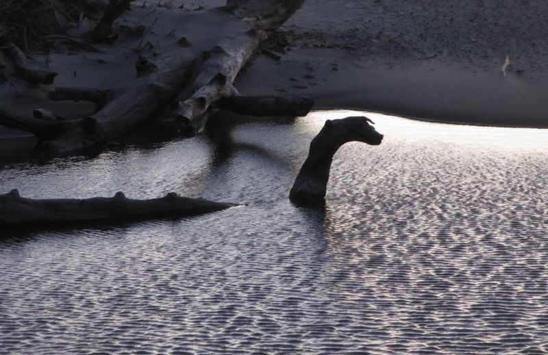 Bessie Of Lake Erie