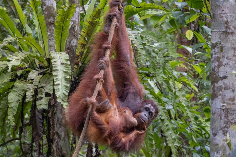 Sepilok Orangutan Rehabilitation Centre, Malaysia