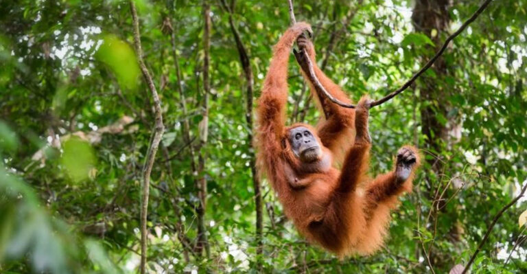 Best Places To See Orangutans
