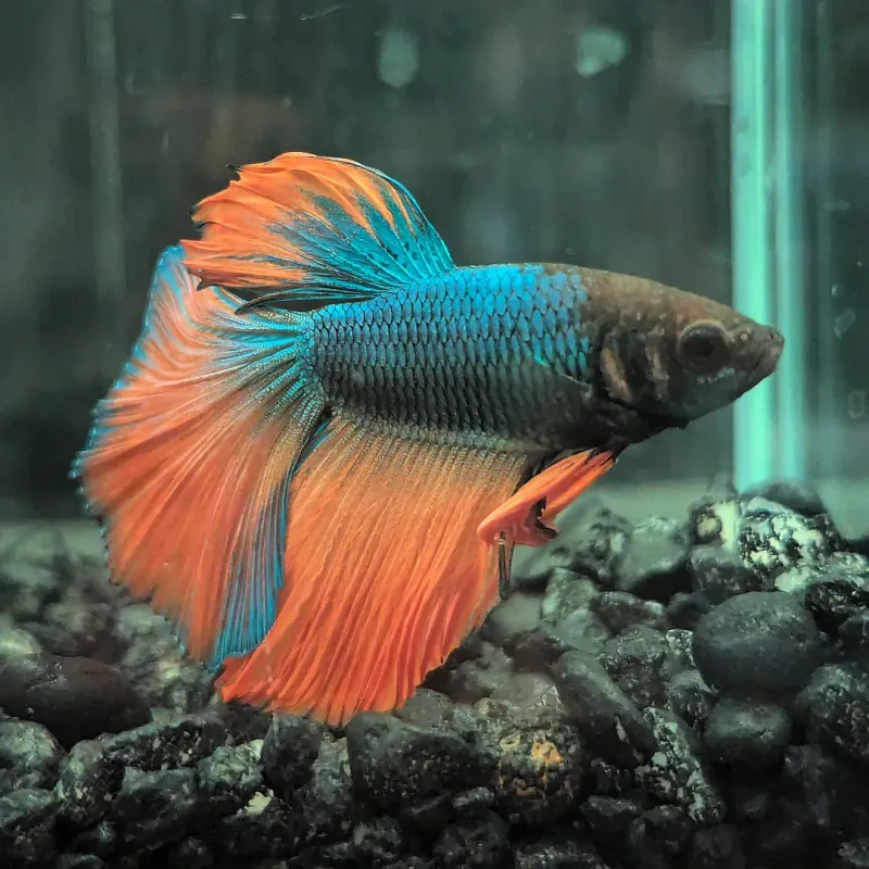 Betta Fish