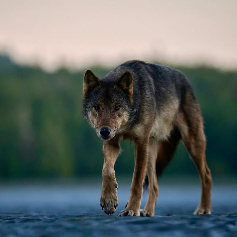 Kluane National Park, Canada