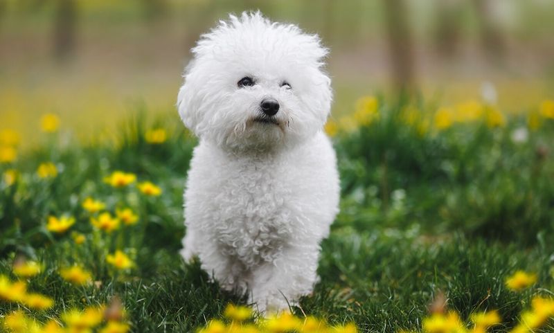 Bichon Frise