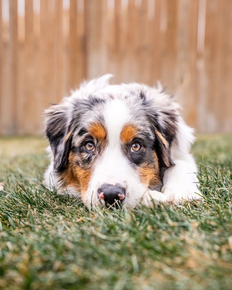 Australian Shepherd