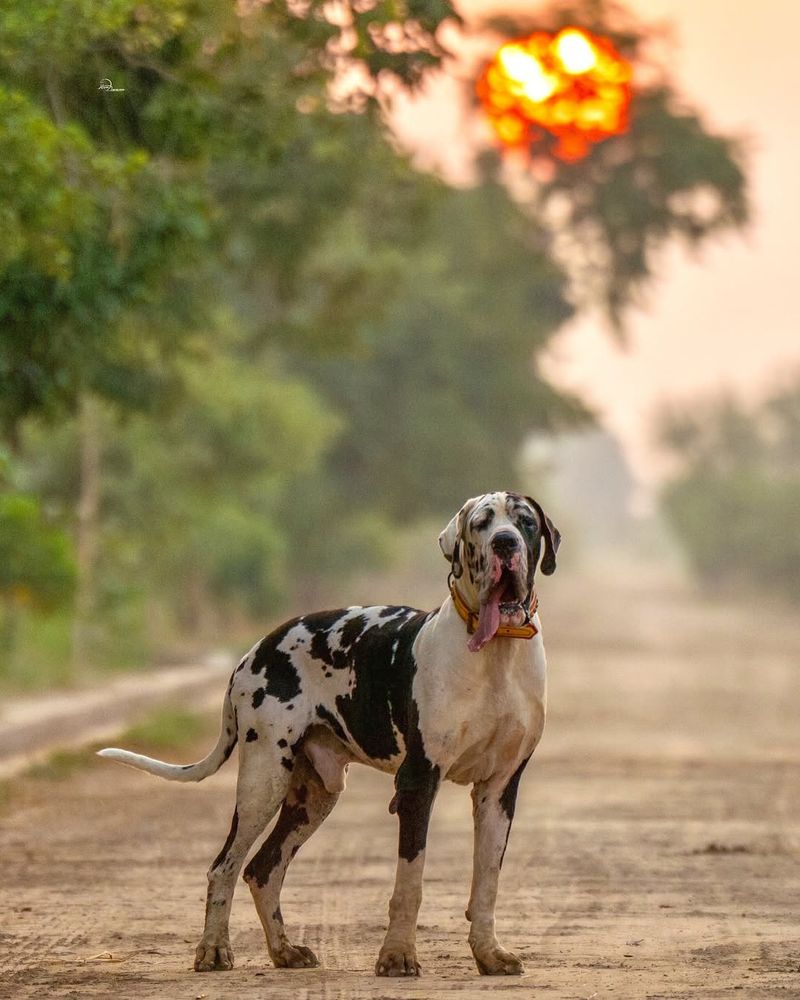 Great Dane