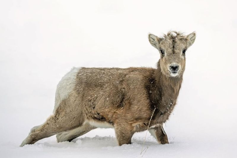 Bighorn Sheep Lamb