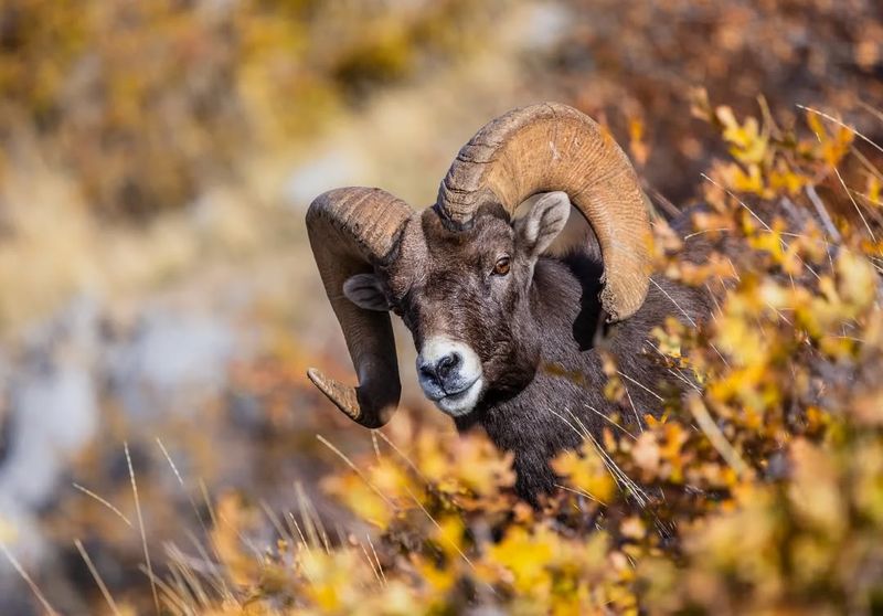 Bighorn Sheep