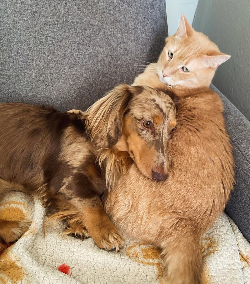 Cat And Dog