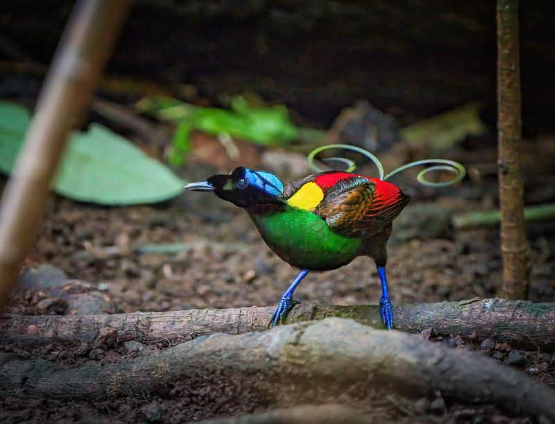 Bird Of Paradise