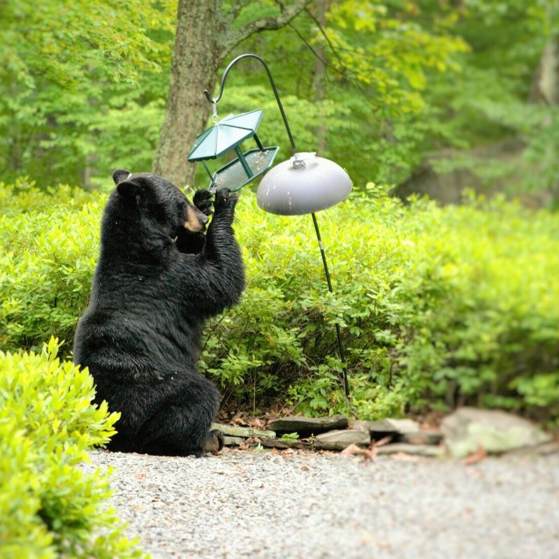 Bird Seed And Feeders