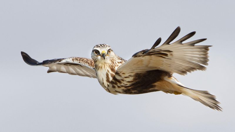 Bird Shape In Air