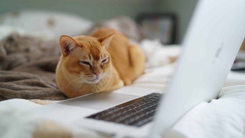 Bird Watching Videos