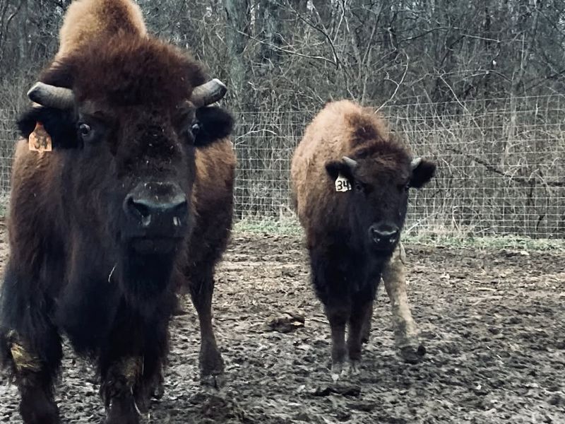 Bison