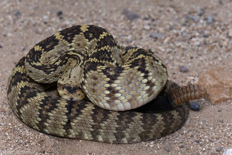 Rattlesnake