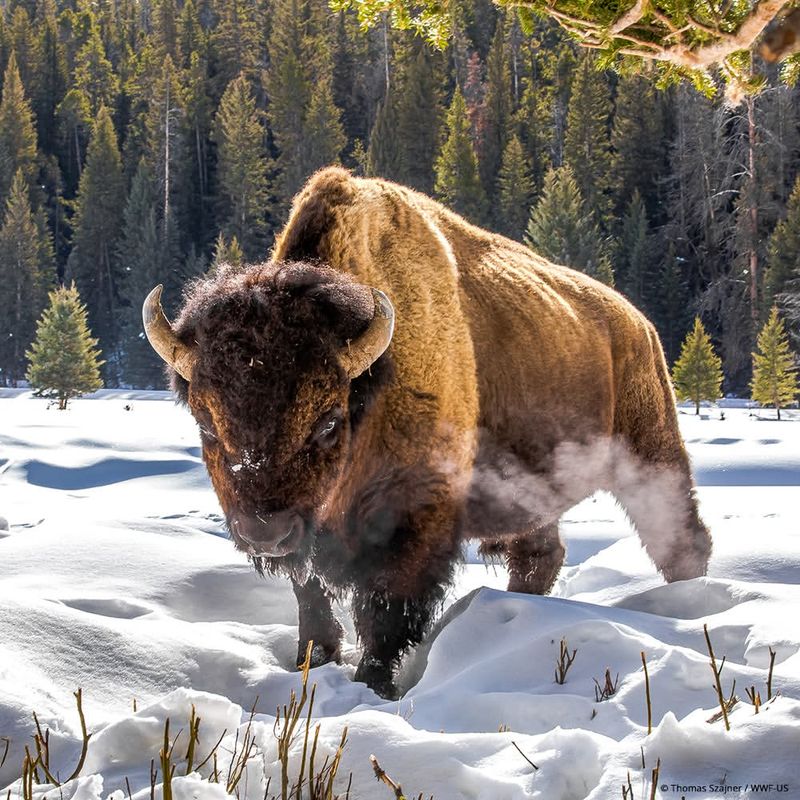 Bison
