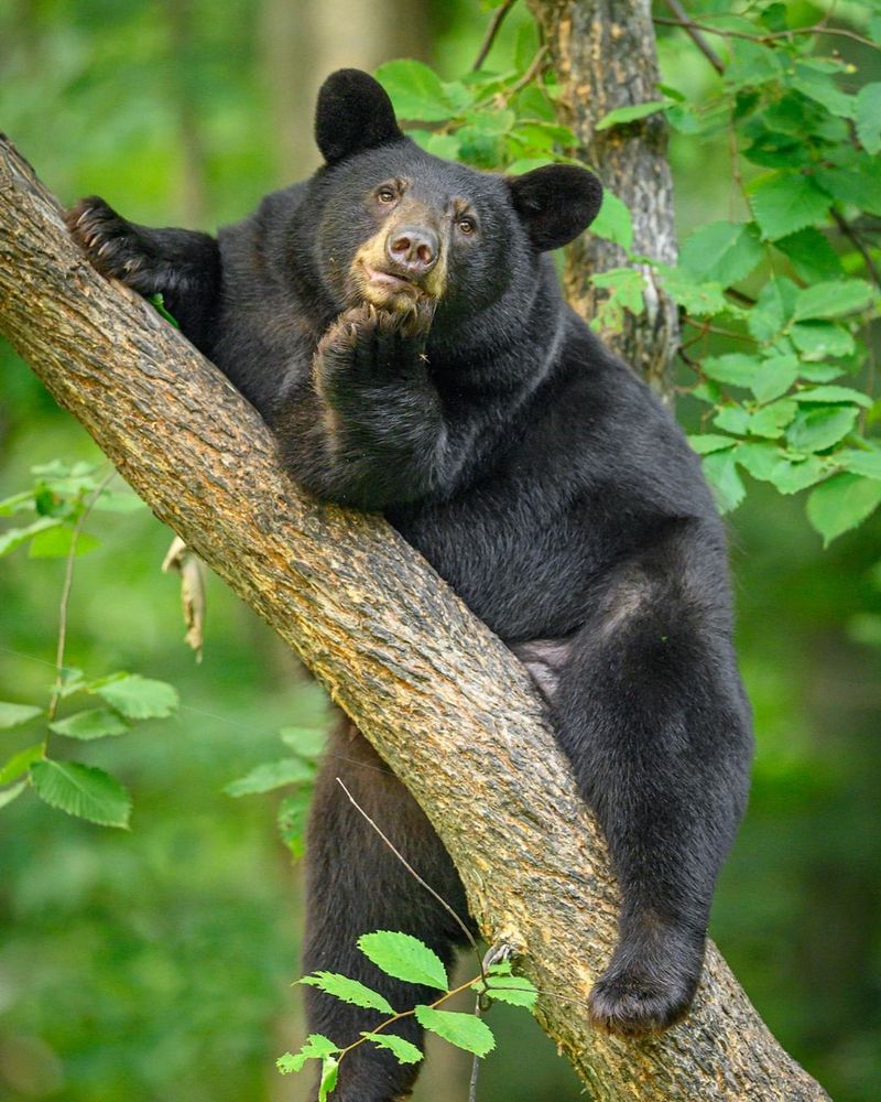 Black Bears