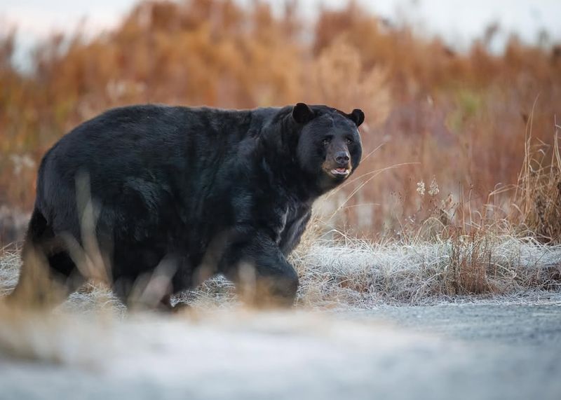 Black Bear