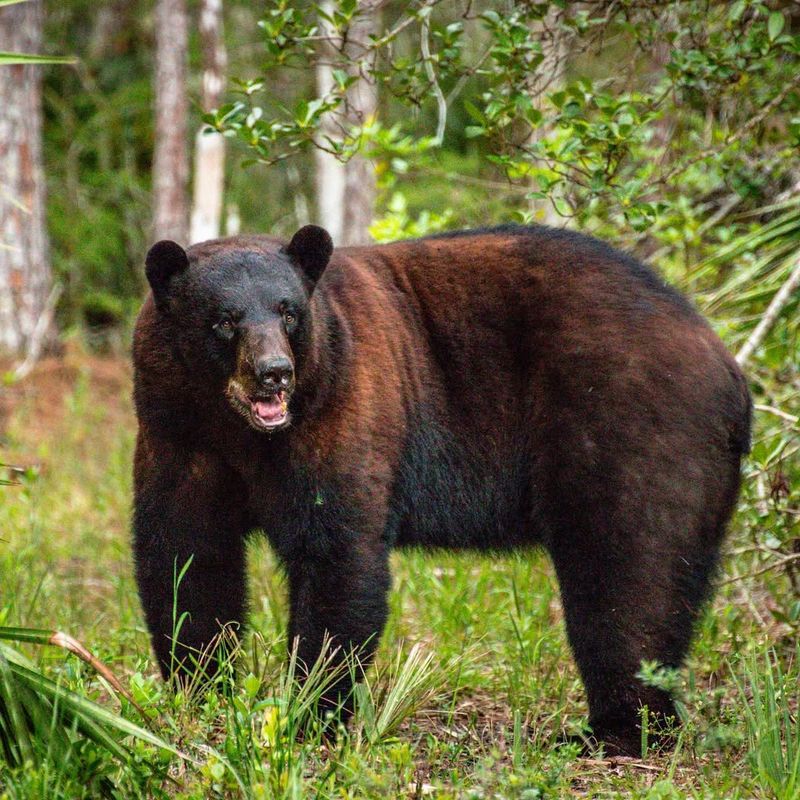 Black Bear