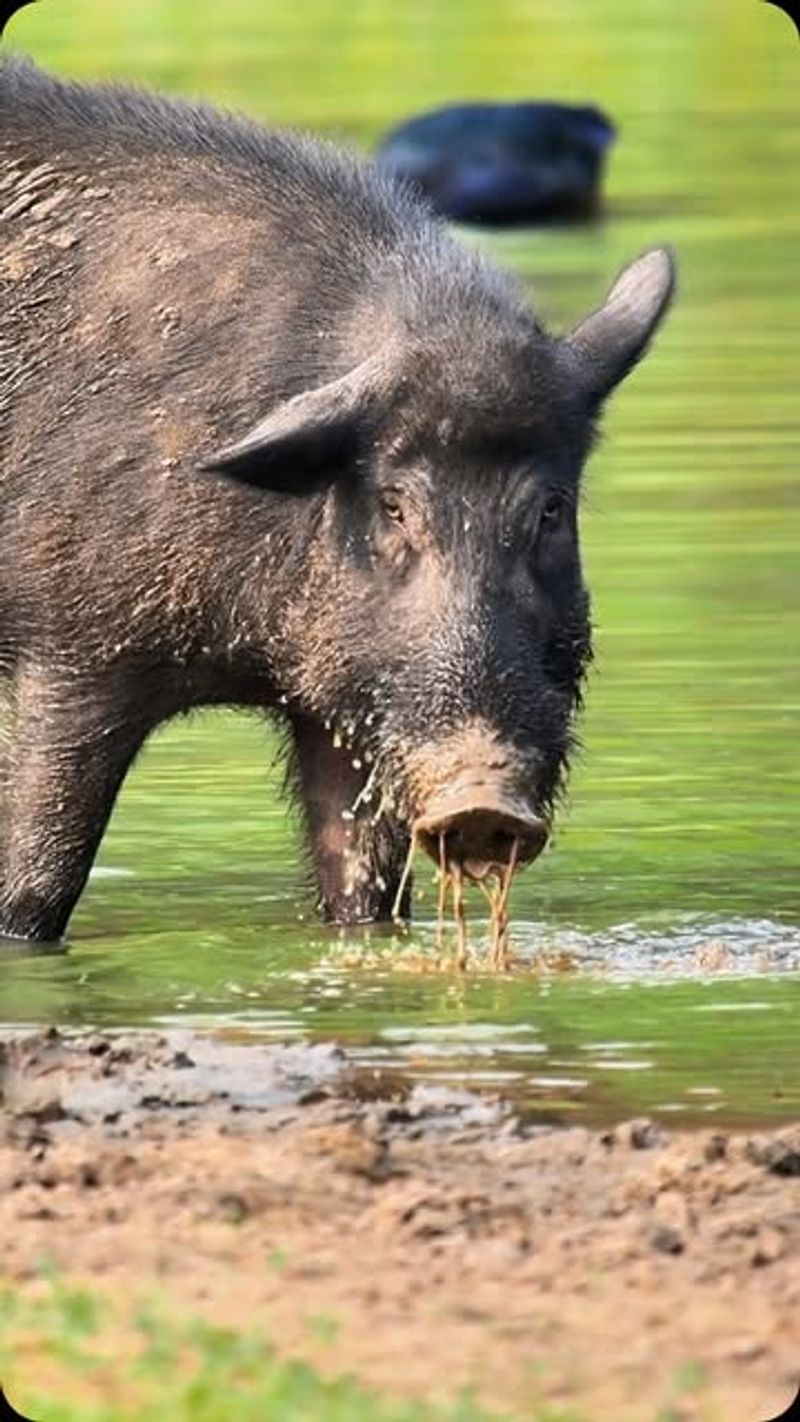 Wild Boars