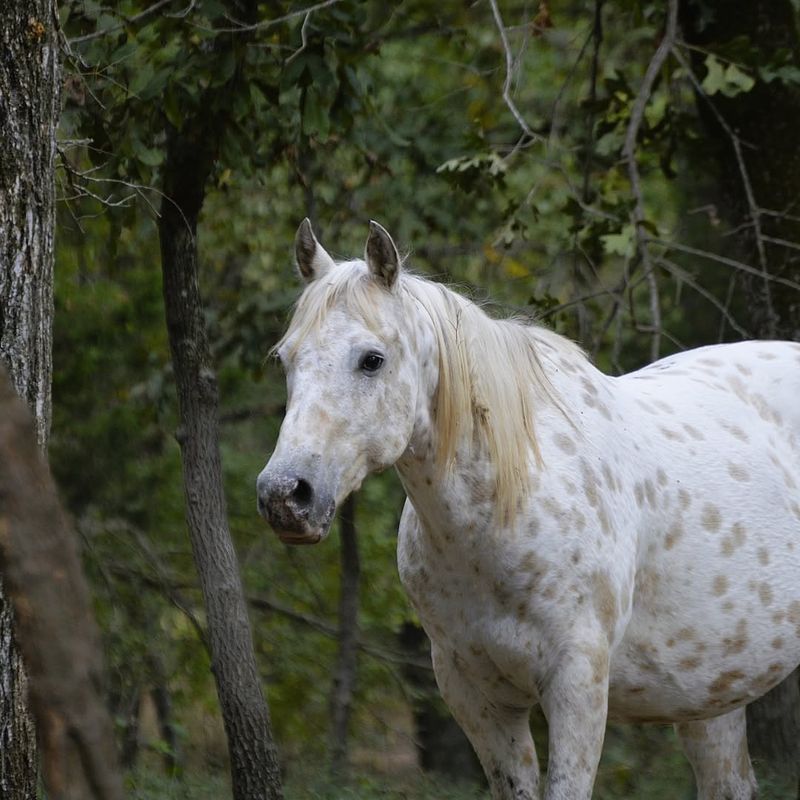 Black Beauty Ranch, Texas