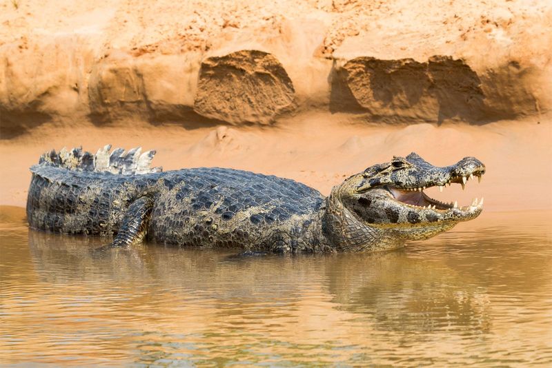 Black Caiman (Melanosuchus Niger)
