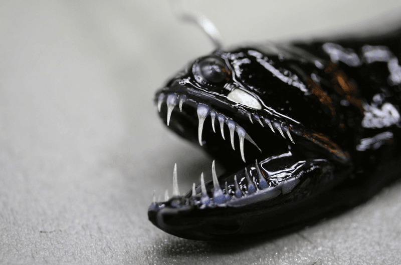 Black Dragonfish